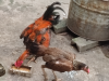ফাইটার আসিল মোরগ ও মুরগি ডিম পারে